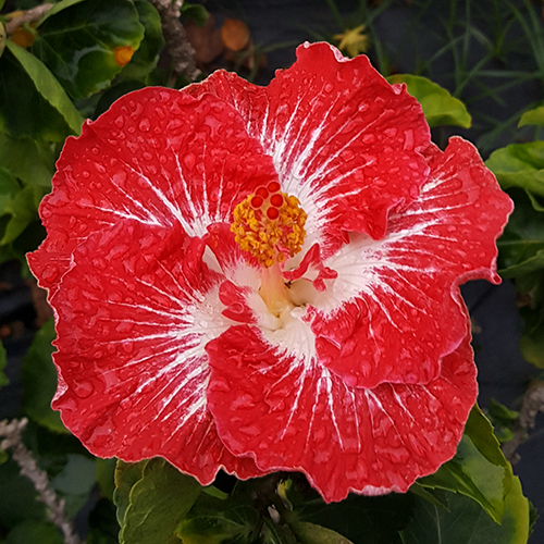 Tahitian Christmas Angel Taiwan Hibiscus - Linda Lee