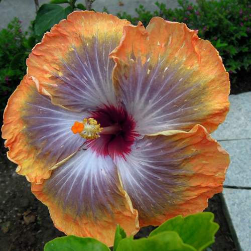 Eye of the Storm x Fifth Dimension Taiwan Hibiscus - Linda Lee