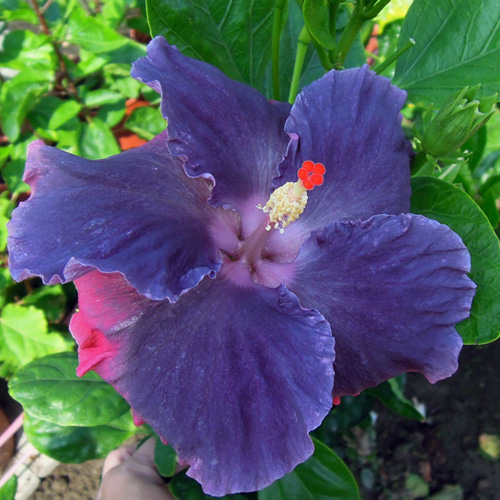 Moorea My Blue Pearl - Cutting Taiwan Hibiscus - Linda Lee