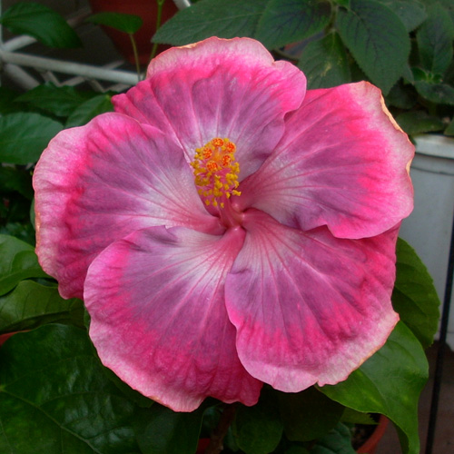 Tahitian Fleuro Star Taiwan Hibiscus - Linda Lee