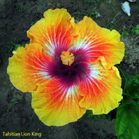 Taiwan Hibiscus - Linda Lee