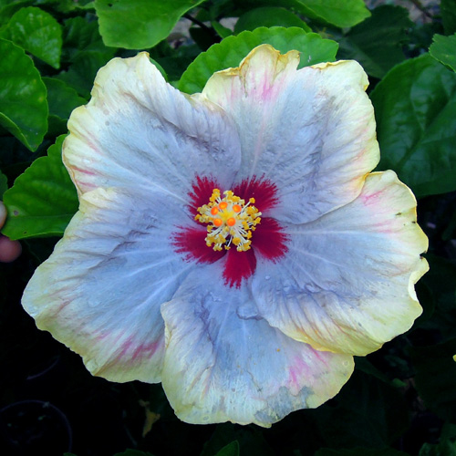 Taiwan Purple Wind Bell Taiwan Hibiscus - Linda Lee