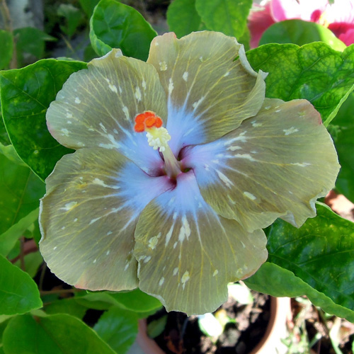 Taiwan Silver Shadow Taiwan Hibiscus - Linda Lee