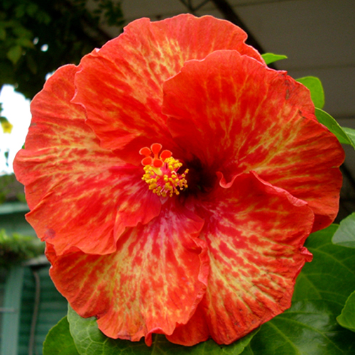 Taiwan Spitfire Dragon Taiwan Hibiscus - Linda Lee